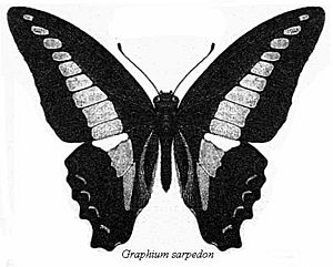Archivo:Graphium sarpedon bingham