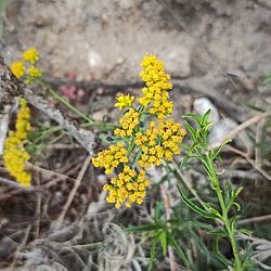 Gymnosperma glutinosum (Asteraceae).jpg