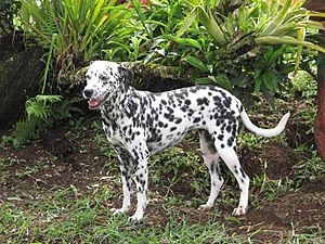 Archivo:Hermoso perro dalmata en zona rural de Buga