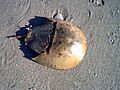Horseshoe crab shell