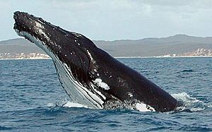 Archivo:Humpback Whale fg1 cropped