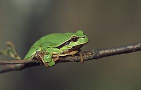 Hyla arborea (Marek Szczepanek)