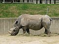 Jielbeaumadier rhinoceros 2 2014