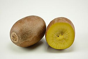 Archivo:Kiwifruit - Golden (Soreli)