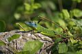 Lacerta bilineata 2 Ulia AV