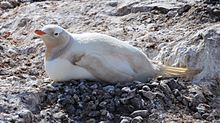 Archivo:Leucistic Gentoo Penguin