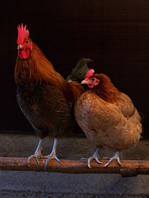Archivo:Male and female chicken sitting together