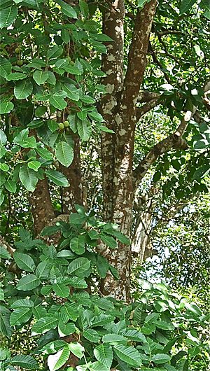 Archivo:Mature Santol tree in the Philippines -- 2