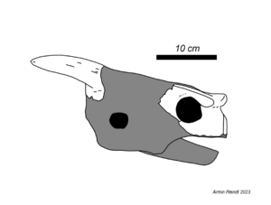 Archivo:Meiolania brevicollis