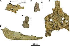 Archivo:Mekosuchus Australia