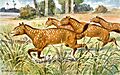 Mesohippus
