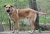 Archivo:Mountan Laurel Ajax the Chinook dog