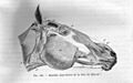MusclesTeteChevalChauveauCM1890