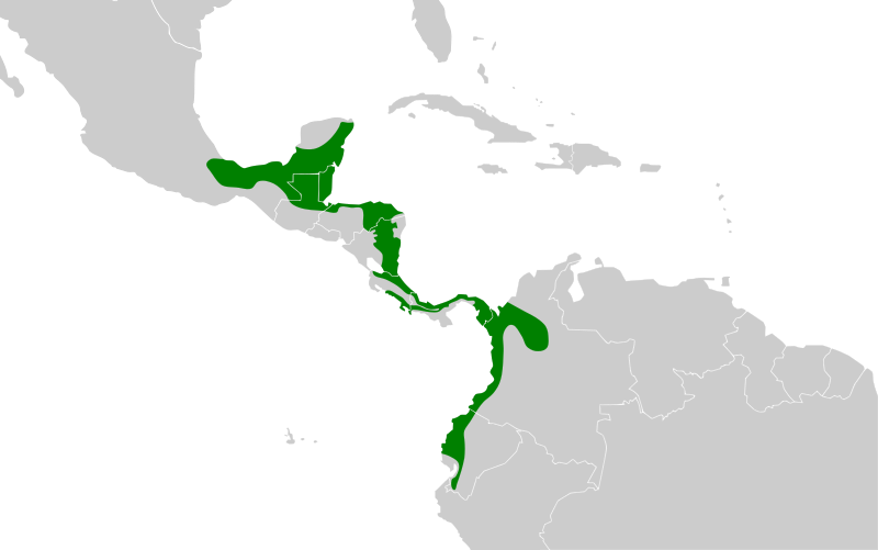 Myiobius sulphureipygius map