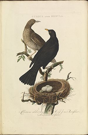 Archivo:Nederlandsche vogelen (KB) - Turdus merula (016f)
