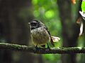 New Zealand Fantail