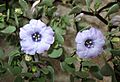 Nolana adansonii