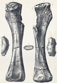 Archivo:Pelorosaurus holotype