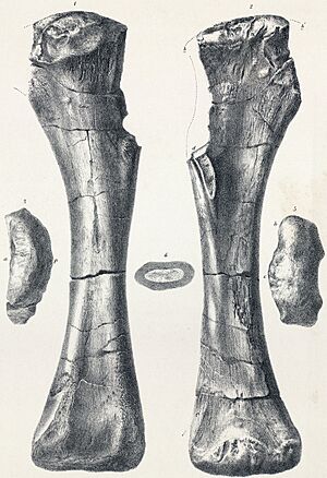 Archivo:Pelorosaurus holotype