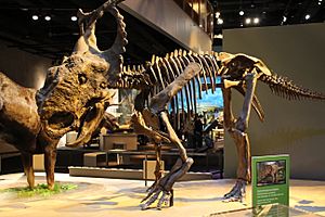 Archivo:Perot Museum Pachyrhinosaurus