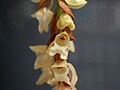 Pholidota imbricata