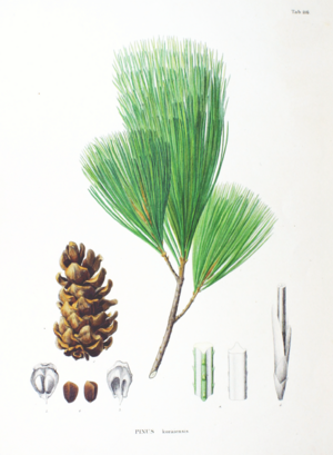 Archivo:Pinus koraiensis Pinus parviflora SZ116