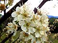 Plum flowers