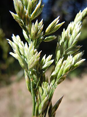 Archivo:Poa fendleriana (6120321873)