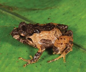 Archivo:Pristimantis cajanuma (10.3897-zookeys.864.35102) Figure 8 (cropped-B)