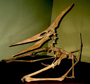 Archivo:Pteranodon cat