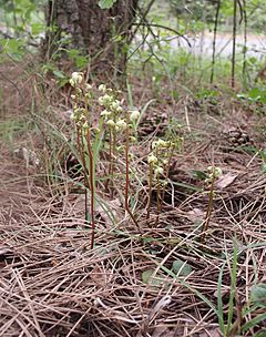 Pyrola chlorantha 260507a.jpg