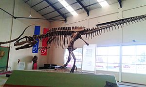 Archivo:Réplica del esqueleto de Giganotosaurus carolinii en el Museo municipal Carmen Funes, de la provincia del Neuquén, Patagonia Argentina.