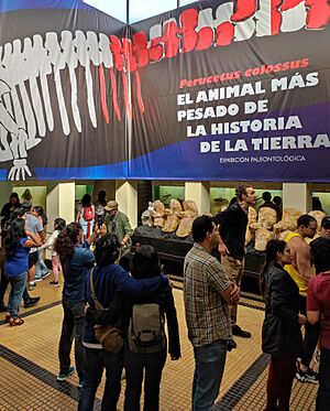 Archivo:Sala Perucetus Colossus del Museo de Historia Natural de la UNMSM