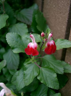 Archivo:Salvia microphylla Hot Lips2