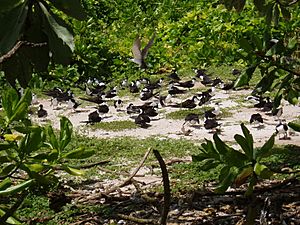 Archivo:Seabirds nesting on South Brother island in the Chagos Archipelago