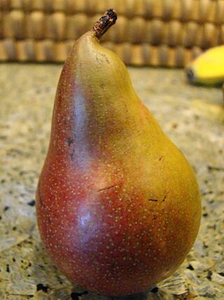 Seckel Pear (4466279290).jpg