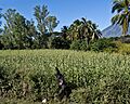 Sorghum Field El Salvador 2011