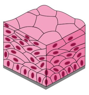 Archivo:Stratified squamous epithelium