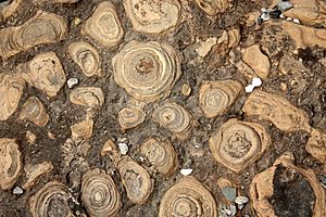 Archivo:StromatoliteUL02