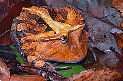 Suriname Horned Frog (Ceratophrys cornuta) (14125244893).jpg