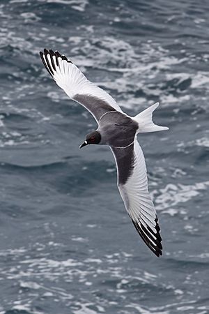 Archivo:Swallow-tailed-gull-dorsal