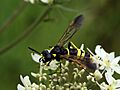 Tenthredo largiflava