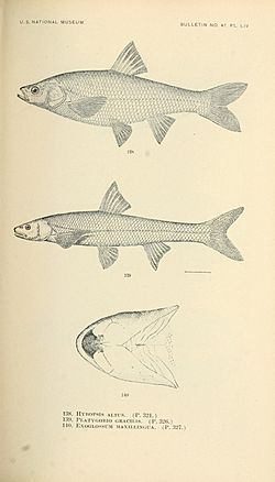 The fishes of North and Middle America (Pl. LIV) (7983322799).jpg