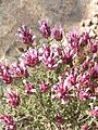 Thymus moroderi03-800