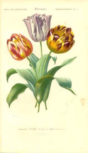 Archivo:Tulipa gesneriana00