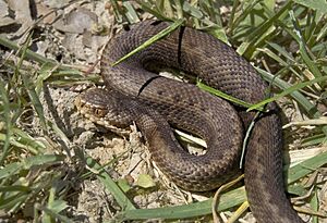Archivo:Vipera seoanei 06