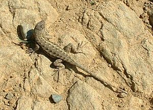 Archivo:WesternFenceLizard