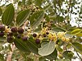Ziziphus-areva-israel