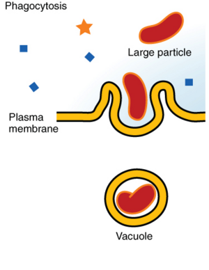Archivo:0309 Phagocytosis