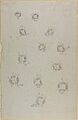 12 Butterflies